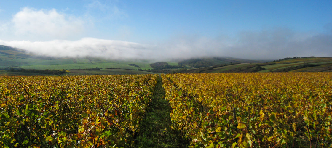 Domaine Goizot