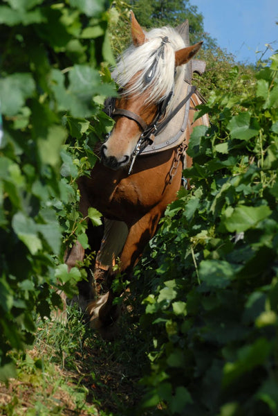 Domaine Guillot-Broux