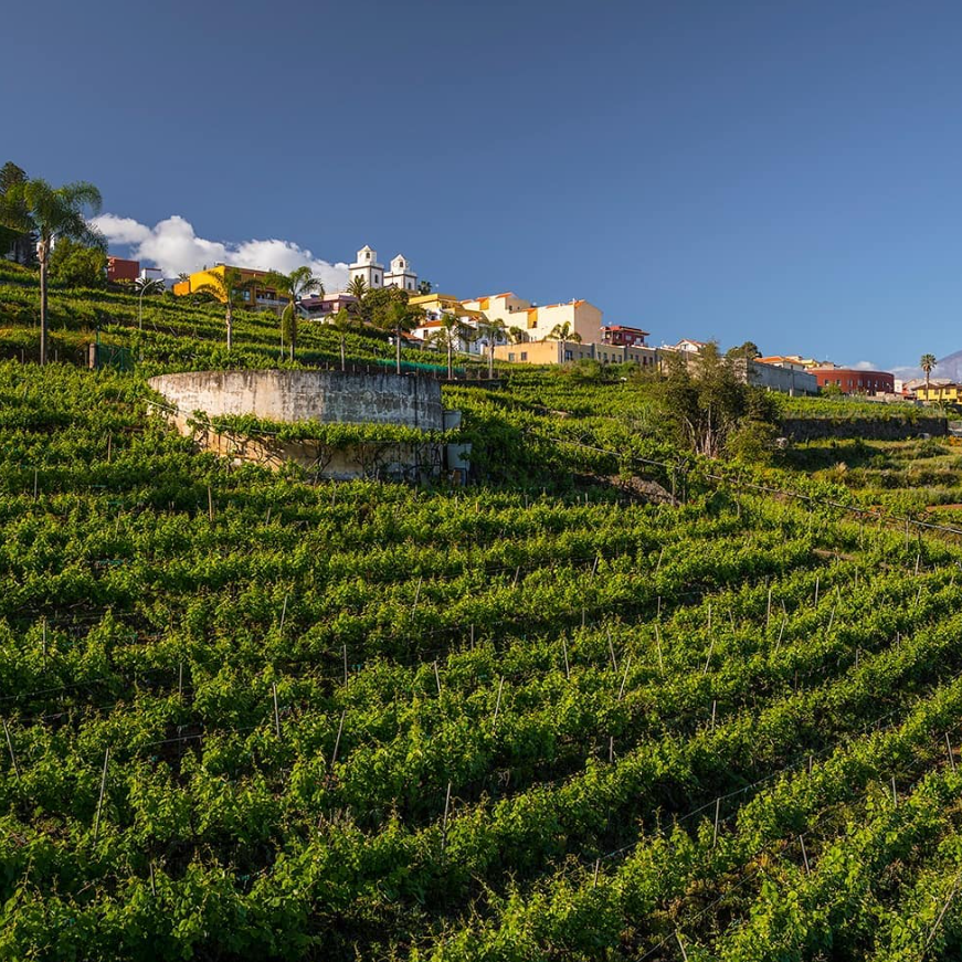 Tacoronte-Acentejo Tinto Tradicional 2021 Bodegas LoHer