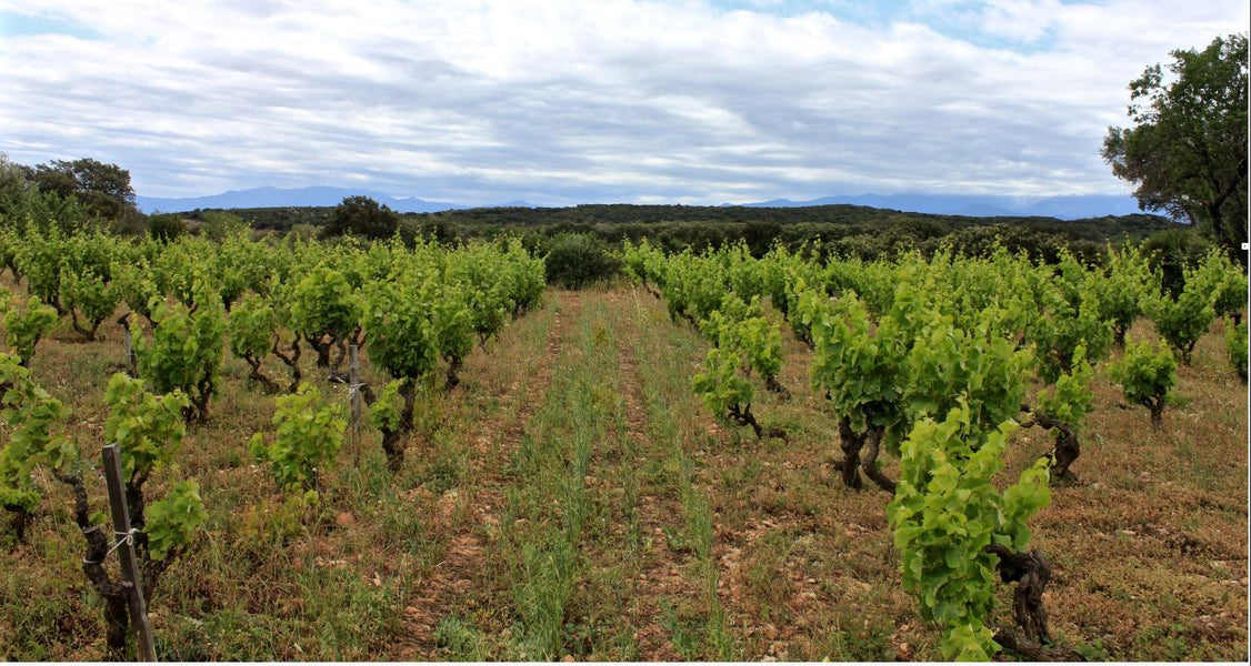 Domaine Olivier Pithon