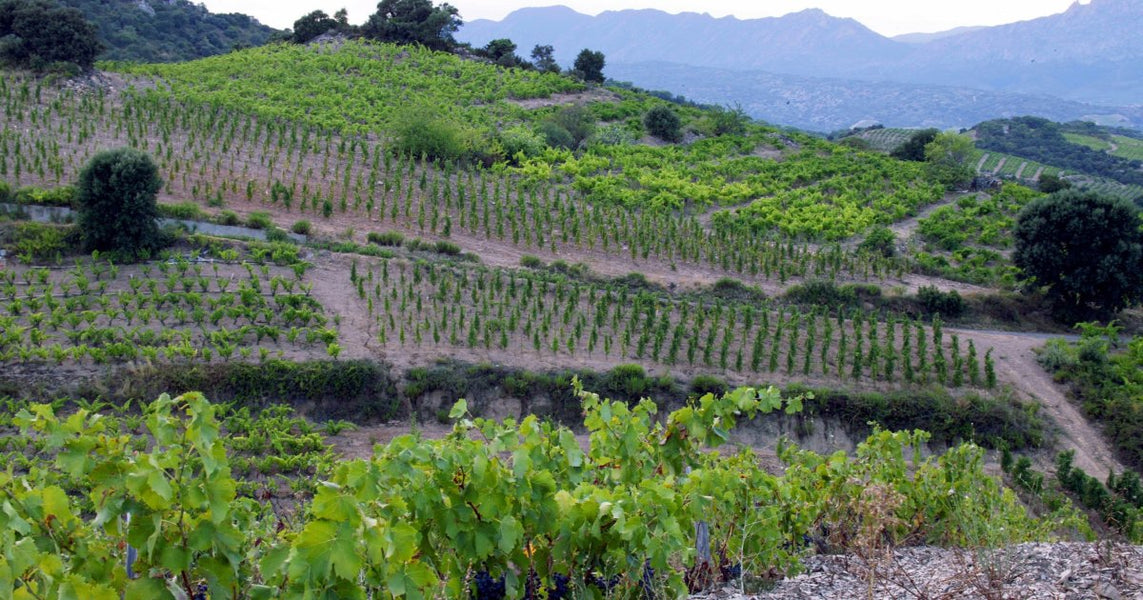 Domaine Olivier Pithon