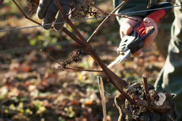 Domaine Perraud