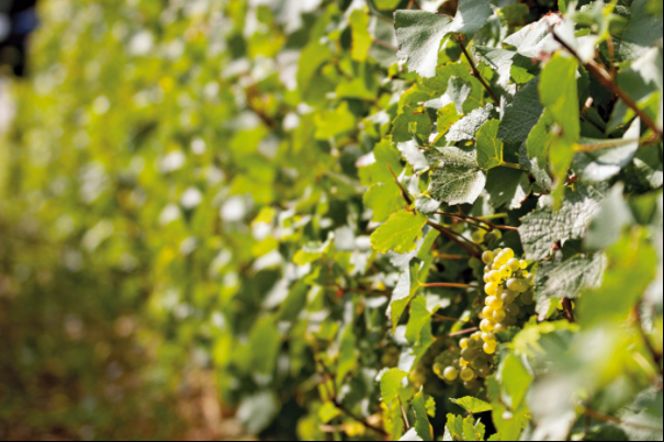 Domaine Perraud