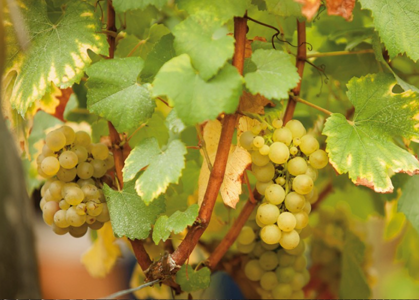 Domaine Perraud
