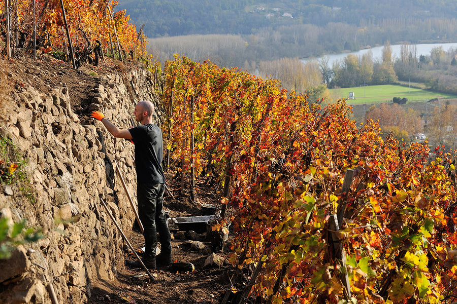 Domaine Julien Pilon
