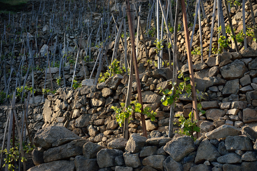 Domaine Julien Pilon