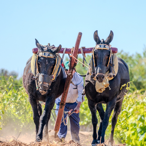 Bodegas y Viñedos Verum