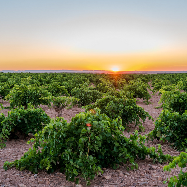 Bodegas y Viñedos Verum
